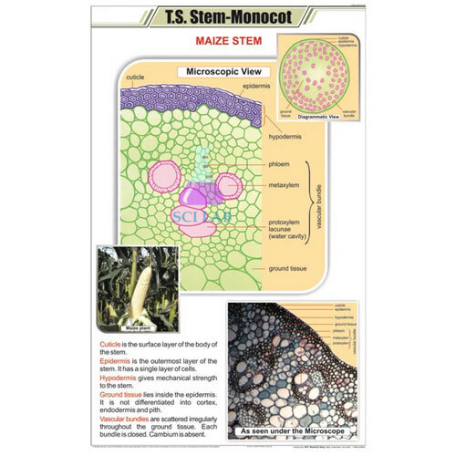 Monocot Stem Internal Structure Chart